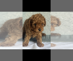 Small Photo #2 Poodle (Toy) Puppy For Sale in NILES, MI, USA