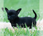Small #1 Chihuahua