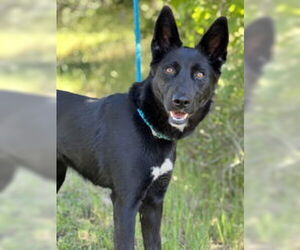 German Shepherd Dog Dogs for adoption in Salinas, CA, USA