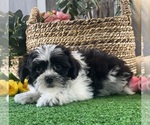Small #1 La-Chon