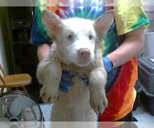 American Pit Bull Terrier-Siberian Husky Mix Dogs for adoption in Fayetteville, NC, USA