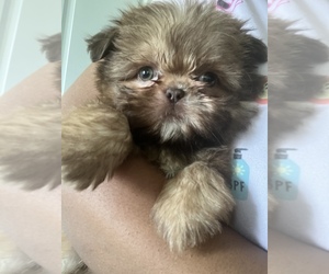 Shih Tzu Puppy for sale in BOWLING GREEN, VA, USA