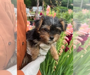 Yorkshire Terrier Puppy for sale in ELIZABETH CITY, NC, USA