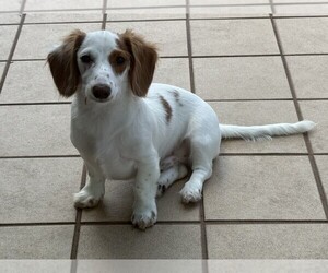 Dachshund Puppy for sale in NAPLES, FL, USA