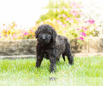 Small Photo #8 Labradoodle Puppy For Sale in NAPPANEE, IN, USA