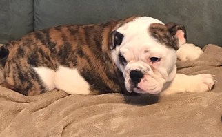 Bulldog Puppy for sale in SUMMERVILLE, SC, USA