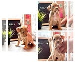 Small Photo #5 American Bully Puppy For Sale in ROCKFORD, IL, USA