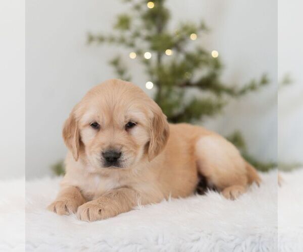 Medium Photo #1 Golden Retriever Puppy For Sale in NEWPORT, PA, USA