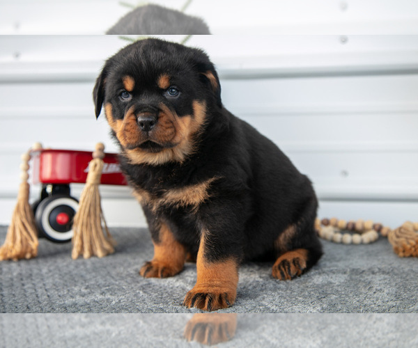 Medium Photo #2 Rottweiler Puppy For Sale in BRYANT, IN, USA