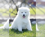 Small Samoyed