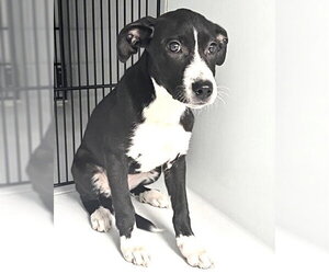 Labrador Retriever-Unknown Mix Dogs for adoption in Houston, TX, USA