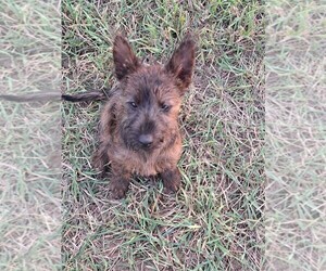 Australian Terrier-Cairn Terrier Mix Dog for Adoption in WHITEWOOD, South Dakota USA