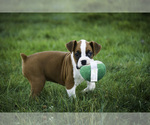Small #2 Boxer
