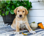 Small #4 Golden Retriever-Jack Russell Terrier Mix