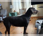 Small #1 Doberman Pinscher