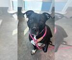 Small Labrador Retriever Mix