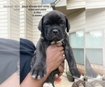 Small Photo #18 Cane Corso Puppy For Sale in MCDONOUGH, GA, USA