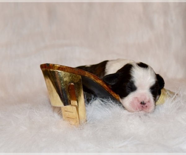 Medium Photo #3 Boston Terrier-Cavalier King Charles Spaniel Mix Puppy For Sale in SMITHFIELD, VA, USA