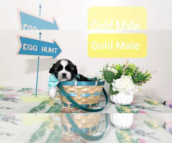 Medium Photo #2 Shih Tzu Puppy For Sale in O BRIEN, FL, USA