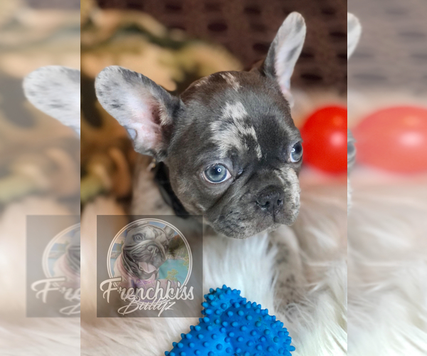 Medium Photo #27 French Bulldog Puppy For Sale in BUCKS BAR, CA, USA