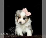 Small Miniature American Shepherd-Miniature Australian Shepherd Mix