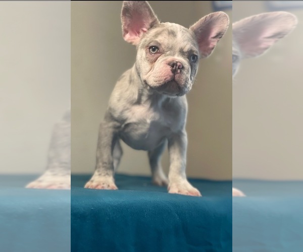 Medium Photo #20 French Bulldog Puppy For Sale in ATLANTA, GA, USA