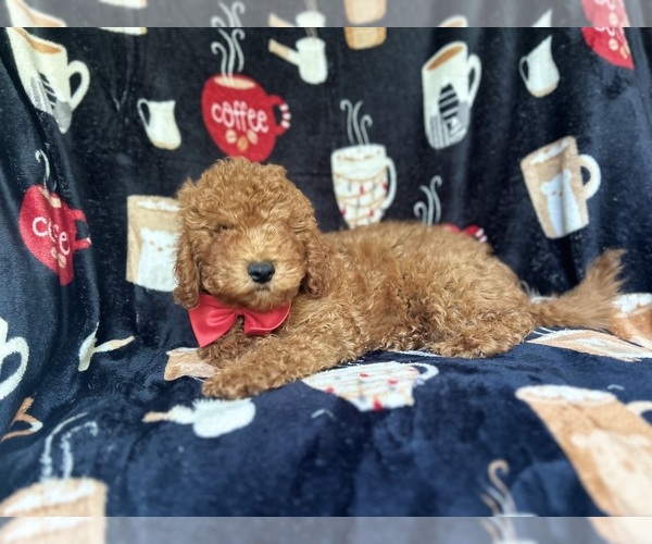 Medium Photo #9 Cavapoo Puppy For Sale in LAKELAND, FL, USA