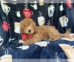 Small #8 Cavapoo