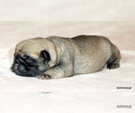 Small #11 Pug