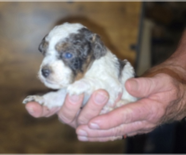 Medium Photo #14 Poodle (Toy) Puppy For Sale in DYERSBURG, TN, USA