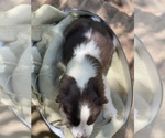 Small Photo #2 English Springer Spaniel Puppy For Sale in TROY, AL, USA