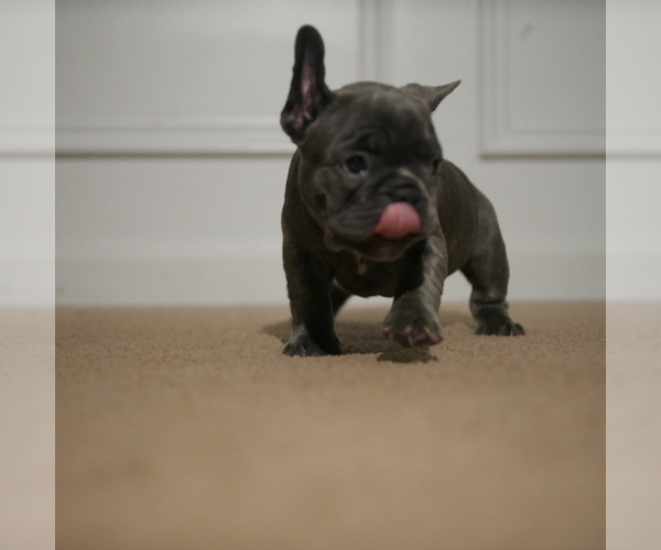 Medium Photo #2 French Bulldog Puppy For Sale in ELLENWOOD, GA, USA