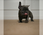 Small Photo #2 French Bulldog Puppy For Sale in ELLENWOOD, GA, USA