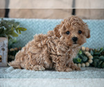 Puppy Louie Poodle (Miniature)-ShihPoo Mix