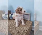 Small Photo #4 Bernedoodle-Miniature Bernedoodle Mix Puppy For Sale in LAKE CITY, FL, USA