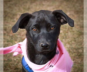 Mutt Dogs for adoption in Fort Collins, CO, USA
