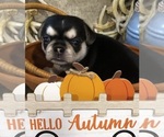 Small #1 Chihuahua