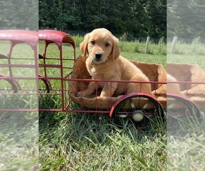 Golden Retriever Puppy for sale in NEOLA, WV, USA