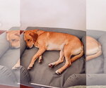 Small Photo #3 Labrador Retriever-Unknown Mix Puppy For Sale in Germantown, OH, USA