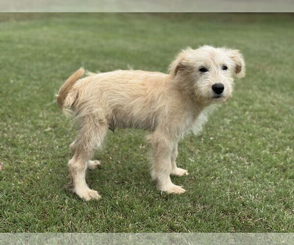 Medium Photo #8 Mutt Puppy For Sale in PIPE CREEK, TX, USA