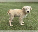 Small #7 Mutt