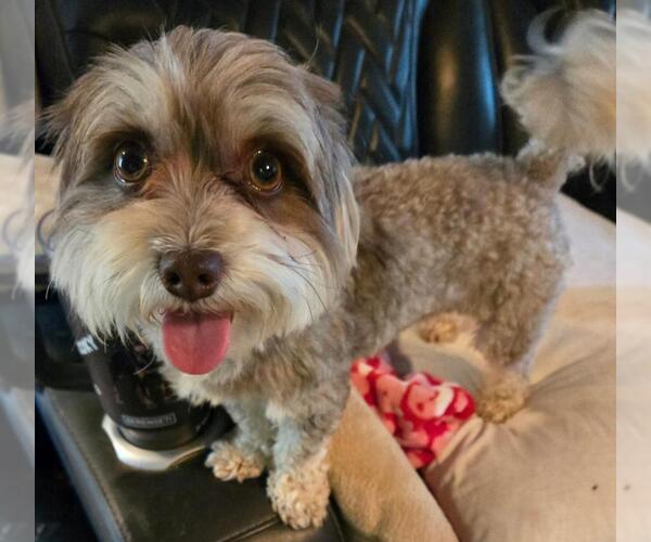 Medium Photo #2 Maltipoo (Toy) Puppy For Sale in San Antonio, TX, USA