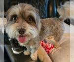 Small #1 Maltipoo (Toy)