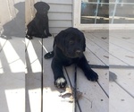 Small #5 Labrador Retriever