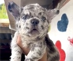 Small #16 French Bulldog