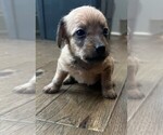 Puppy Black tail Chiweenie-Poodle (Toy) Mix