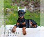 Small #3 Doberman Pinscher