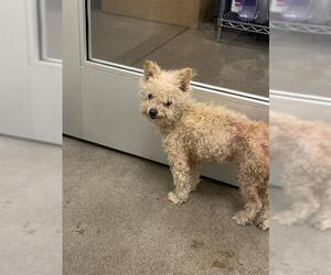 Medium Poodle (Miniature) Mix