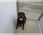 Small Rottweiler