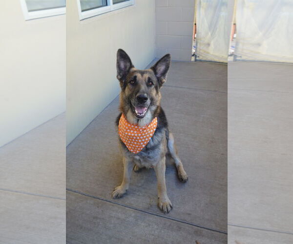 Medium Photo #2 German Shepherd Dog-Unknown Mix Puppy For Sale in McKinney, TX, USA